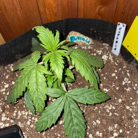 Auto Euforia #1 growlog timeline photo