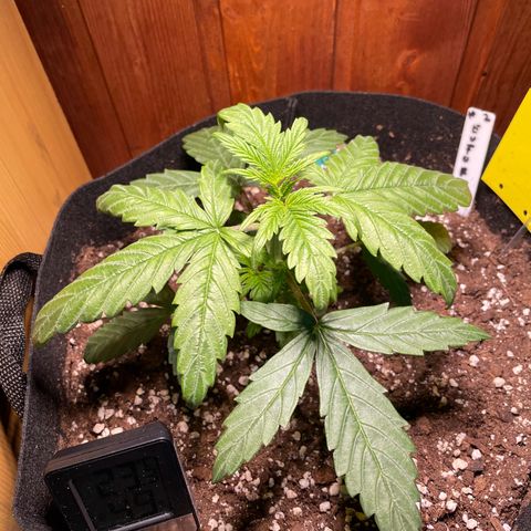 Auto Euforia #1 growlog timeline photo