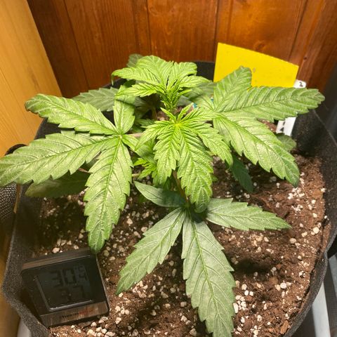 Auto Euforia #1 growlog timeline photo