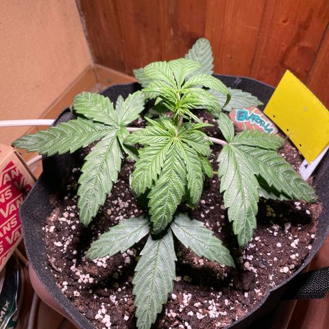 Auto Euforia #1 growlog timeline photo