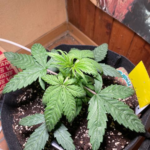 Auto Euforia #1 growlog timeline photo