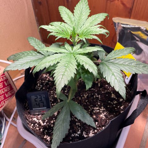 Auto Euforia #1 growlog timeline photo