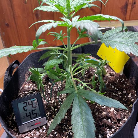 Auto Euforia #1 growlog photo: Nach LST