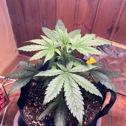 Auto Euforia #1 growlog timeline photo