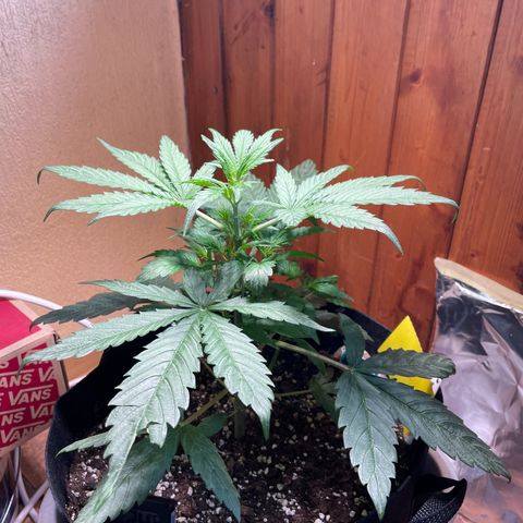 Auto Euforia #1 growlog timeline photo