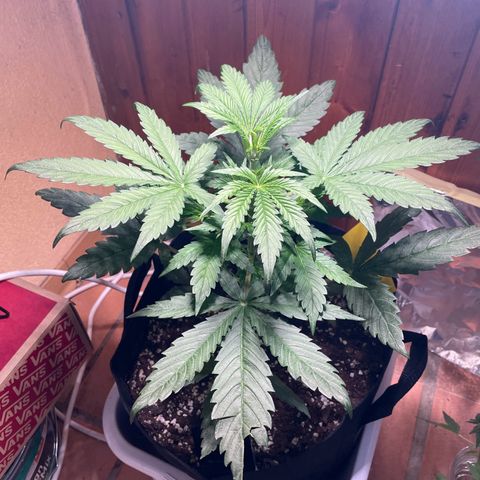 Auto Euforia #1 growlog timeline photo
