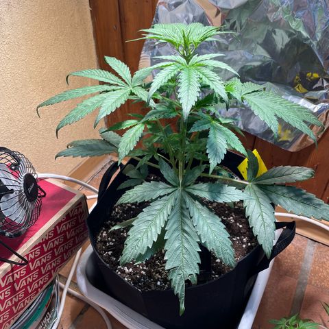 Auto Euforia #1 growlog timeline photo