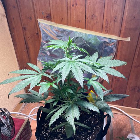 Auto Euforia #1 growlog timeline photo