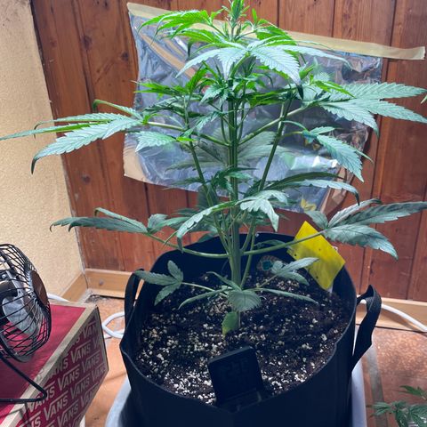 Auto Euforia #1 growlog timeline photo