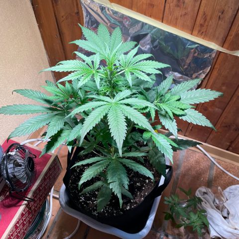 Auto Euforia #1 growlog timeline photo