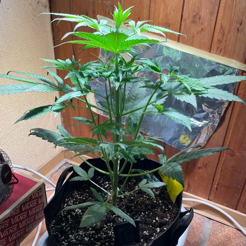 Auto Euforia #1 growlog timeline photo