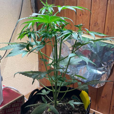 Auto Euforia #1 growlog timeline photo