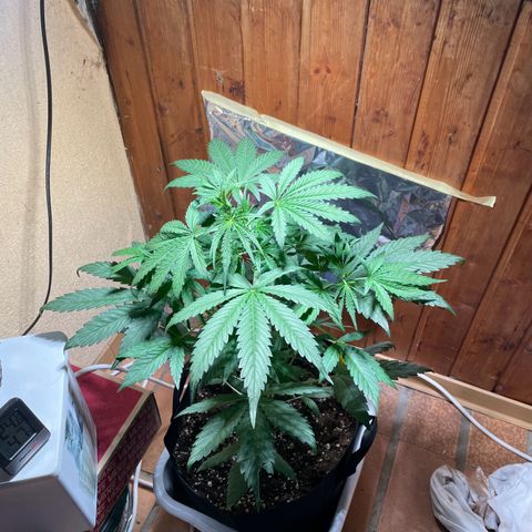 Auto Euforia #1 growlog timeline photo