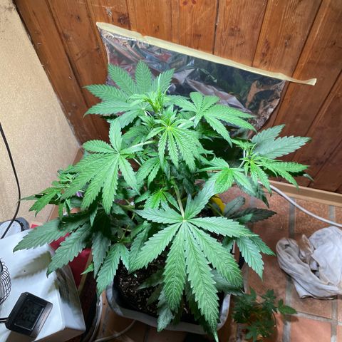 Auto Euforia #1 growlog timeline photo