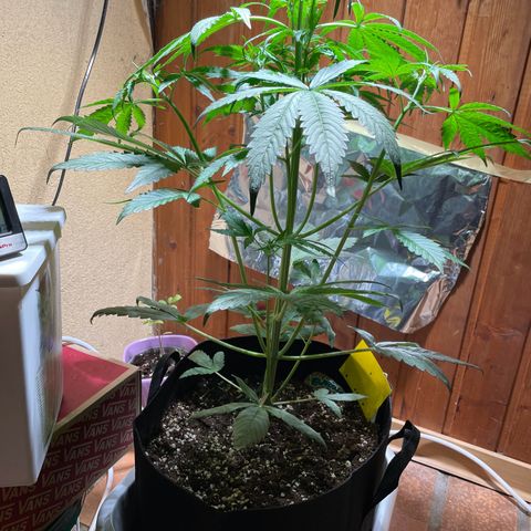 Auto Euforia #1 growlog timeline photo