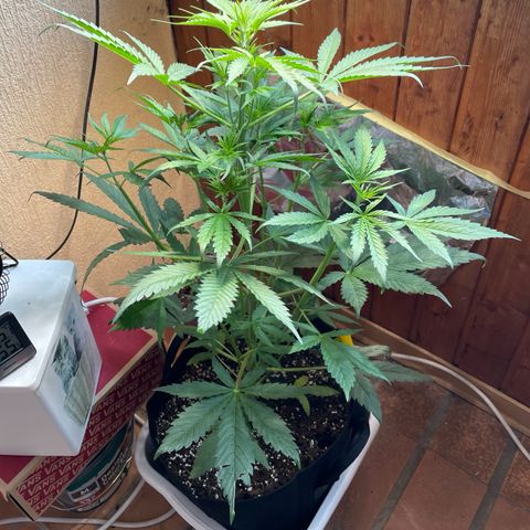 Auto Euforia #1 growlog timeline photo