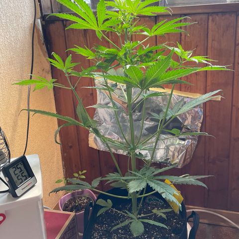 Auto Euforia #1 growlog timeline photo
