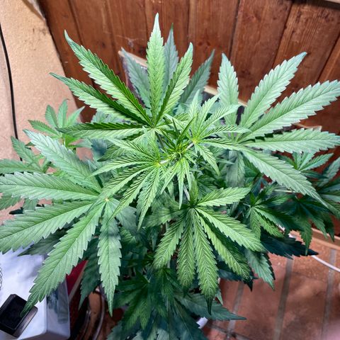 Auto Euforia #1 growlog timeline photo