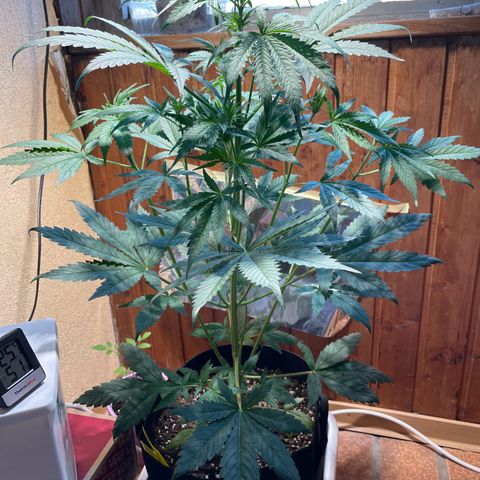 Auto Euforia #1 growlog timeline photo