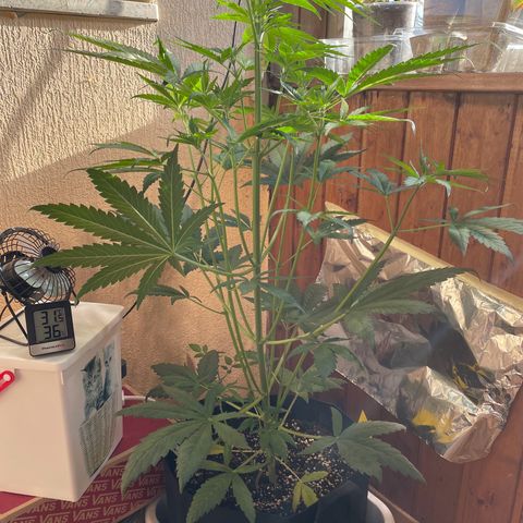 Auto Euforia #1 growlog timeline photo