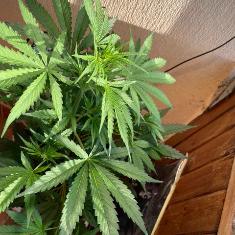 Auto Euforia #1 growlog timeline photo