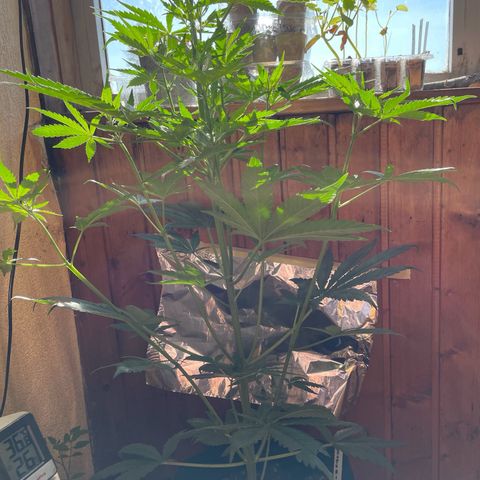 Auto Euforia #1 growlog timeline photo