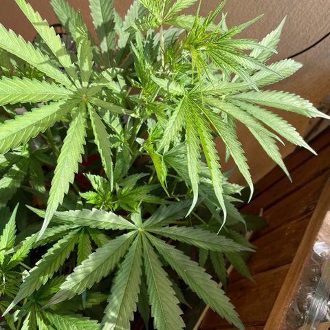 Auto Euforia #1 growlog timeline photo