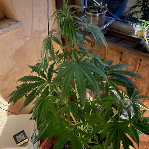Auto Euforia #1 growlog timeline photo
