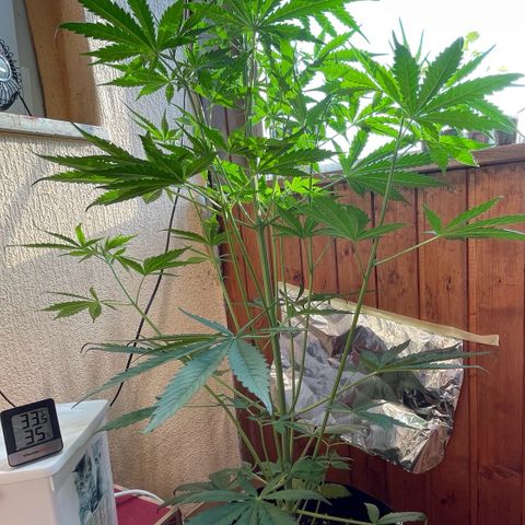 Auto Euforia #1 growlog timeline photo