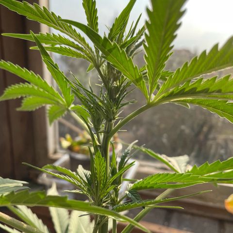 Auto Euforia #1 growlog timeline photo