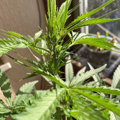 Auto Euforia #1 growlog timeline photo