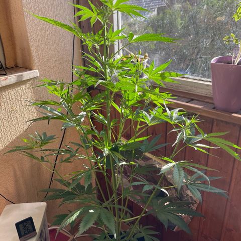 Auto Euforia #1 growlog timeline photo