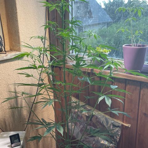 Auto Euforia #1 growlog timeline photo