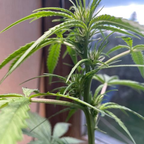Auto Euforia #1 growlog timeline photo