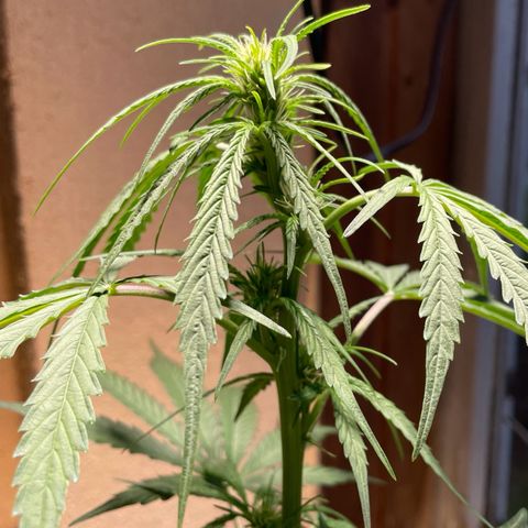 Auto Euforia #1 growlog timeline photo