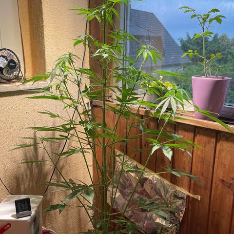 Auto Euforia #1 growlog timeline photo