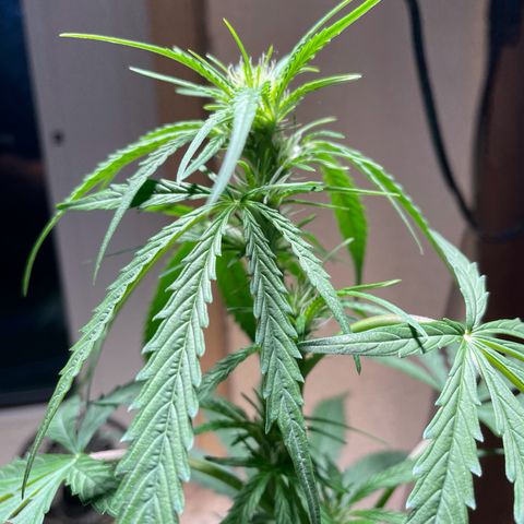 Auto Euforia #1 growlog timeline photo