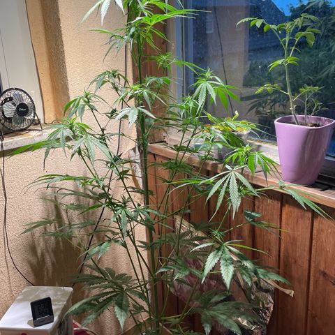 Auto Euforia #1 growlog timeline photo