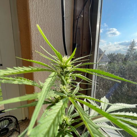 Auto Euforia #1 growlog timeline photo