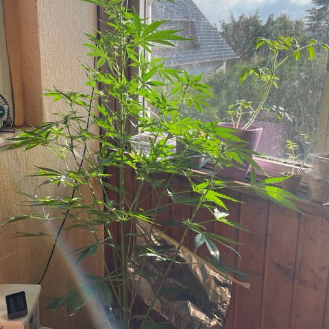 Auto Euforia #1 growlog timeline photo