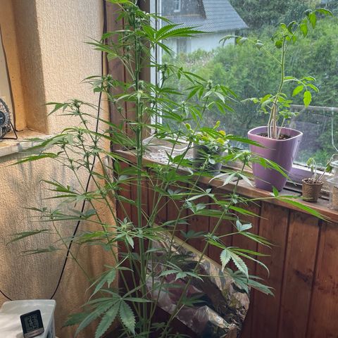 Auto Euforia #1 growlog timeline photo
