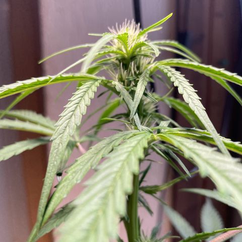 Auto Euforia #1 growlog timeline photo
