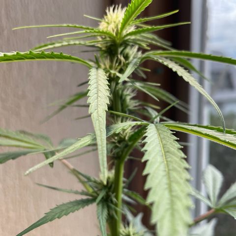 Auto Euforia #1 growlog timeline photo