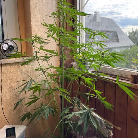 Auto Euforia #1 growlog timeline photo
