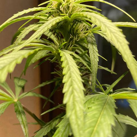 Auto Euforia #1 growlog timeline photo