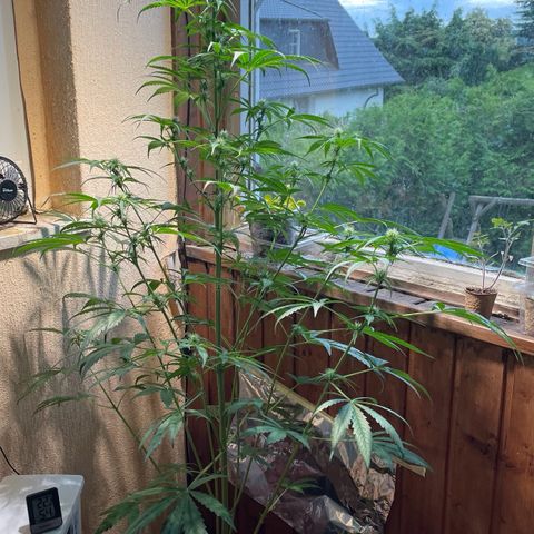 Auto Euforia #1 growlog timeline photo