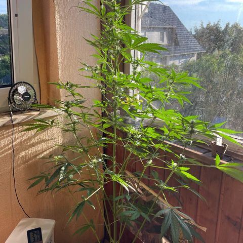 Auto Euforia #1 growlog timeline photo