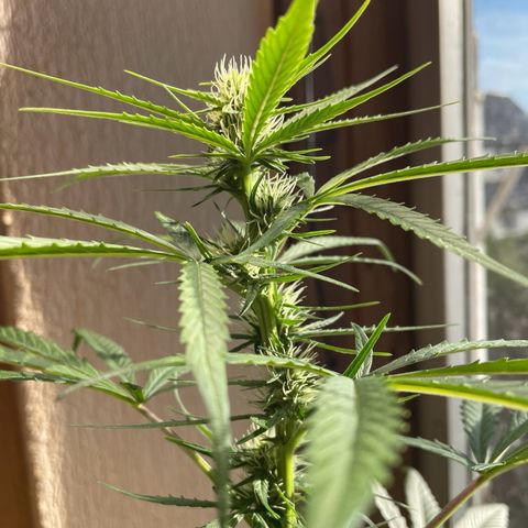 Auto Euforia #1 growlog timeline photo