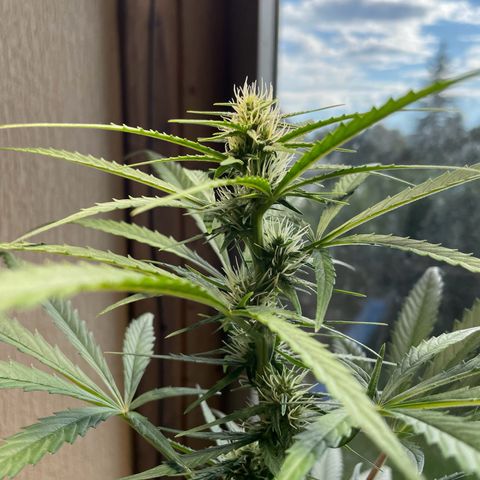Auto Euforia #1 growlog timeline photo