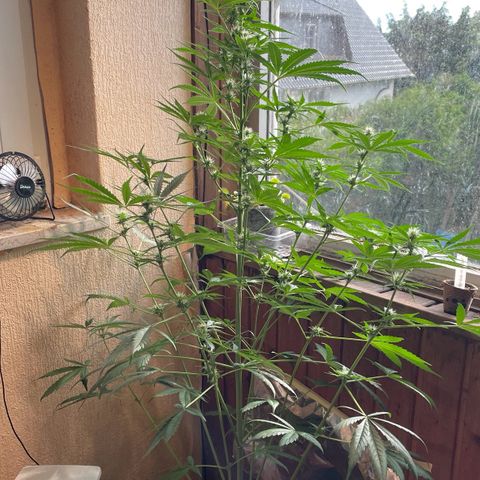Auto Euforia #1 growlog timeline photo
